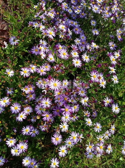아스타,aster,plant,flower,식물,꽃,blossom,식물,자연,plants,nature