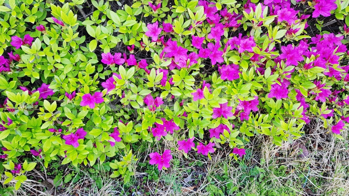꽃나무,봄,자연,정원,가든,식물,자연,plants,nature,꽃,flower
