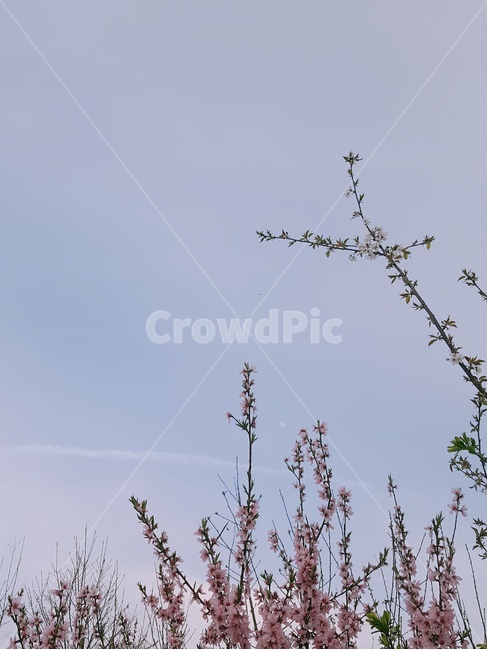나무,꽃나무,하늘,tree,sky