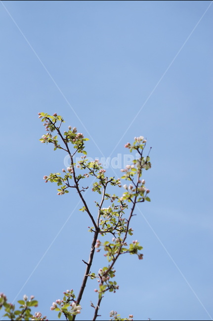 사과꽃,봄,연핑크,맑음,아침,꽃봉오리,식물,자연,plants,nature,꽃,flower