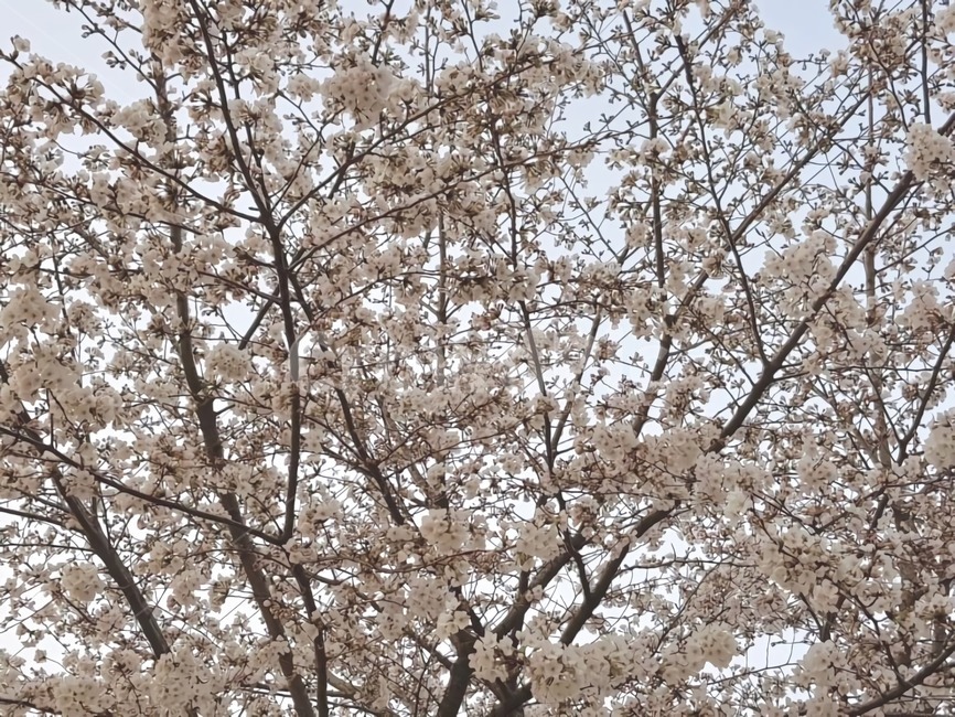 cherryblossom,벚꽃,벚나무,봄,벚나무꽃,봄꽃,꽃,cherryblossom,spring,flower,감성,atmosphere,계절,season,벚꽃축제,벚꽃구경,벚꽃놀이,나무,wood,tree,색감