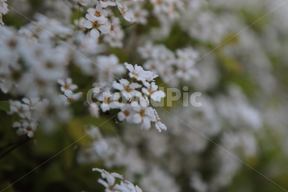 봄꽃,꽃,꽃잎,flower,자연,nature,아웃도어,plant,식물,봄,플라워