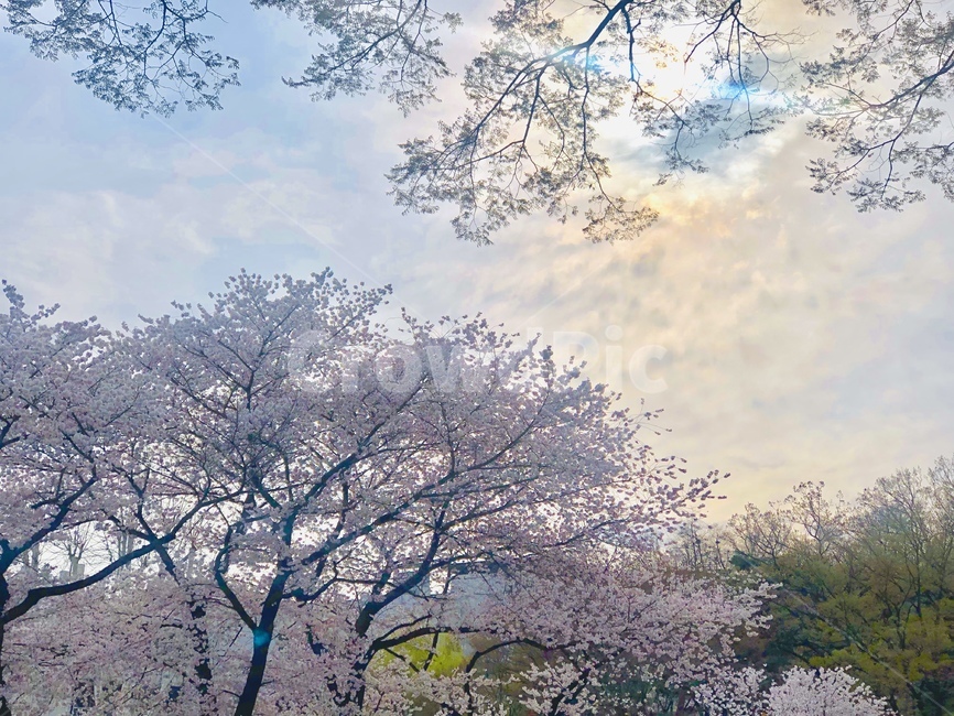 plant,식물,꽃,벚꽃,봄,flower,blossom,cherryblossom,spring