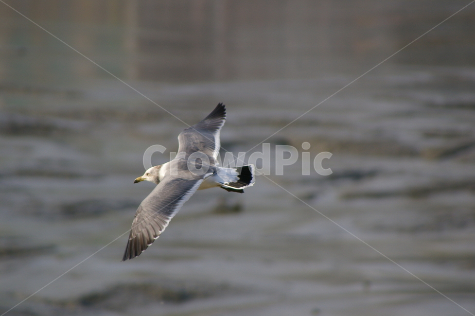 가을,bird,새,animal,동물,갈매기,동물,animal,조류,새,birds