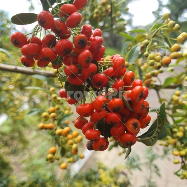 plant,식물,fruit,과일,food,음식,열매,produce