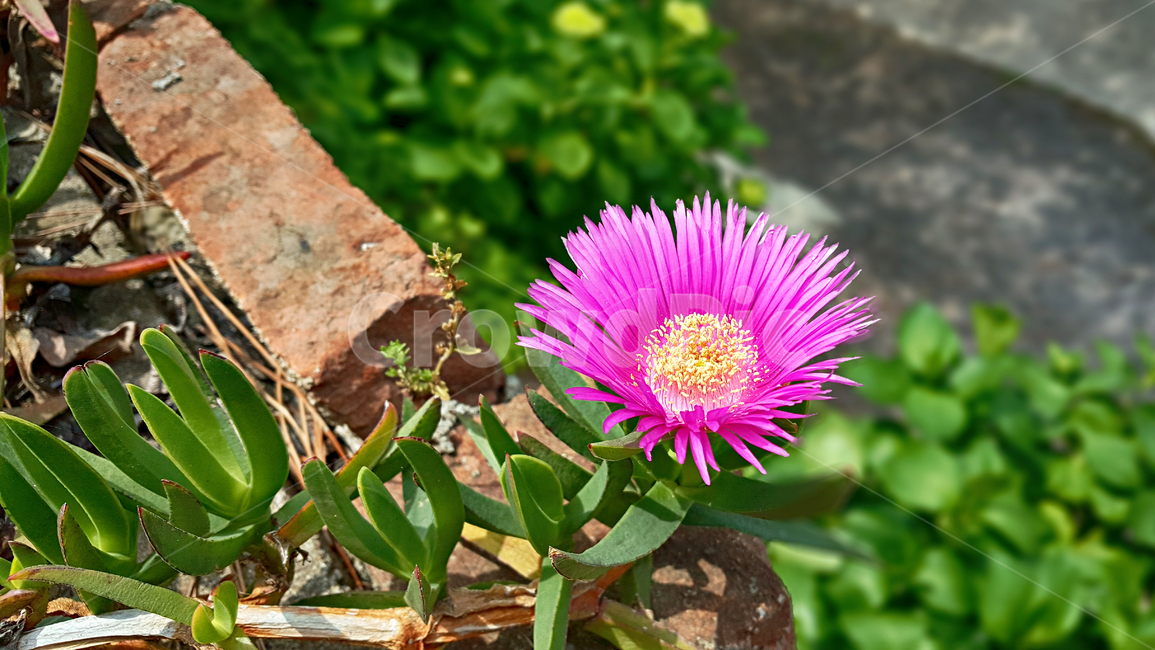 정원,송엽국,꽃,flower,plant,식물