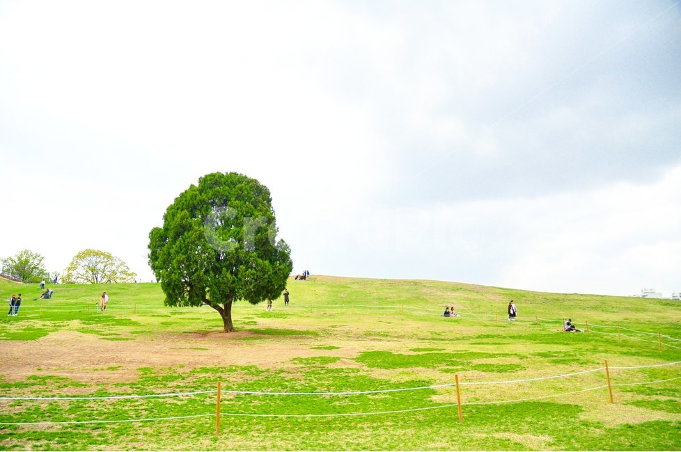 올림픽공원,나홀로나무,초원,나무,하늘,구름,풍경,잔디,자연,풍경,nature,landscape,한국자연풍경,한국자연경관,korea nature landscape,식물,plants,나무,trees,wood,plant,tree,grass