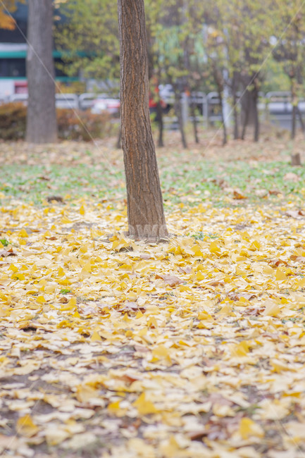 은행나무,가을,단풍,노랑,나무,가을단풍,감성,가을풍경,풍경,가을,계절,fall,autumn,season