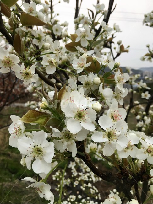 배꽃,봄,배나무,꽃,봄꽃,봄,계절,spring,season,식물,자연,plants,nature,꽃,flower,plant,cherry blossom,벚꽃,blossom