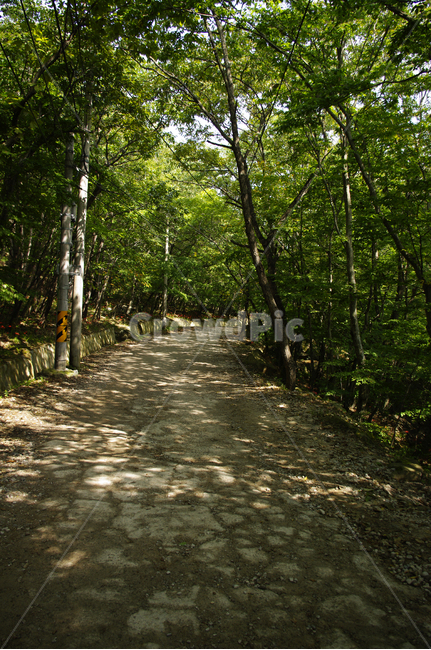 숲길,나무,초록,풍경,빛,자연,풍경,nature,landscape,path,통로