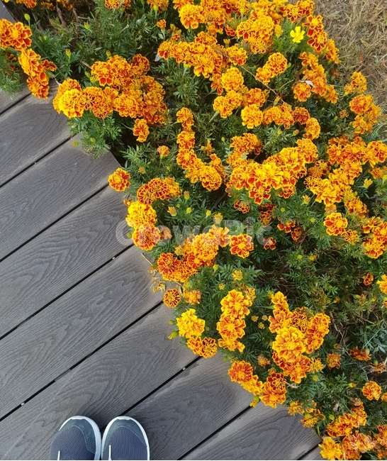 산책길,자연,숲,꽃,노랑,힐링,나무다리,식물,자연,plants,nature,꽃,flower