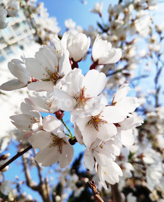 벚꽃,cherryblossom,꽃,봄,spring,식물,plant