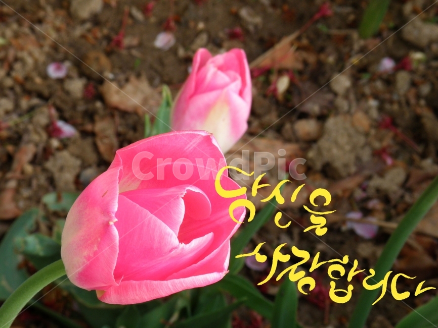 사랑고백,사랑합니다,사랑,손글씨,캘리그라피,고백,튤립,꽃,청혼