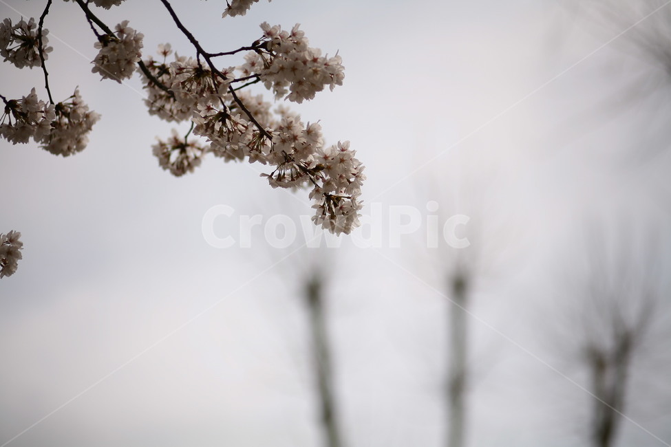 plant,식물,flower,꽃,blossom,벚꽃,봄,식물,자연,plants,nature,꽃,flower