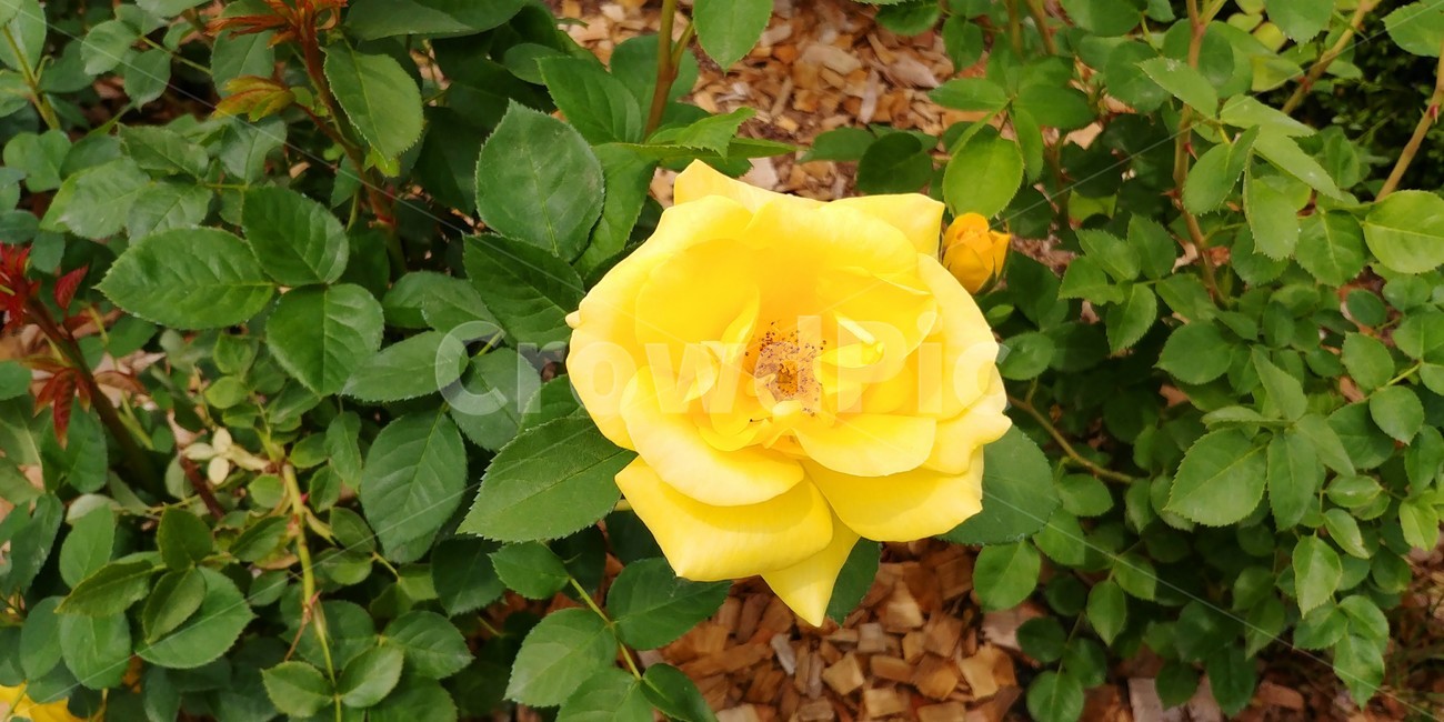 장미,장미꽃,여름장미,장미축제,rose,plants,여름,꽃,자연