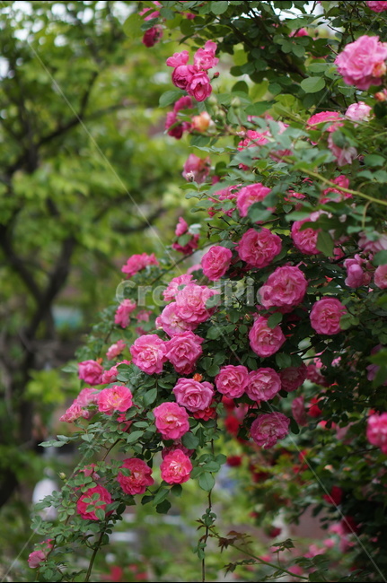 장미,꽃,풍경,핑크,5월,식물,자연,plants,nature,꽃,flower