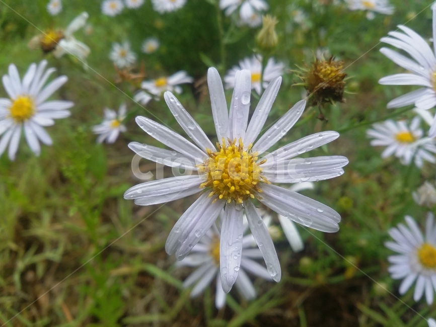 꽃,식물,flower,plant,자연,식물,자연,plants,nature