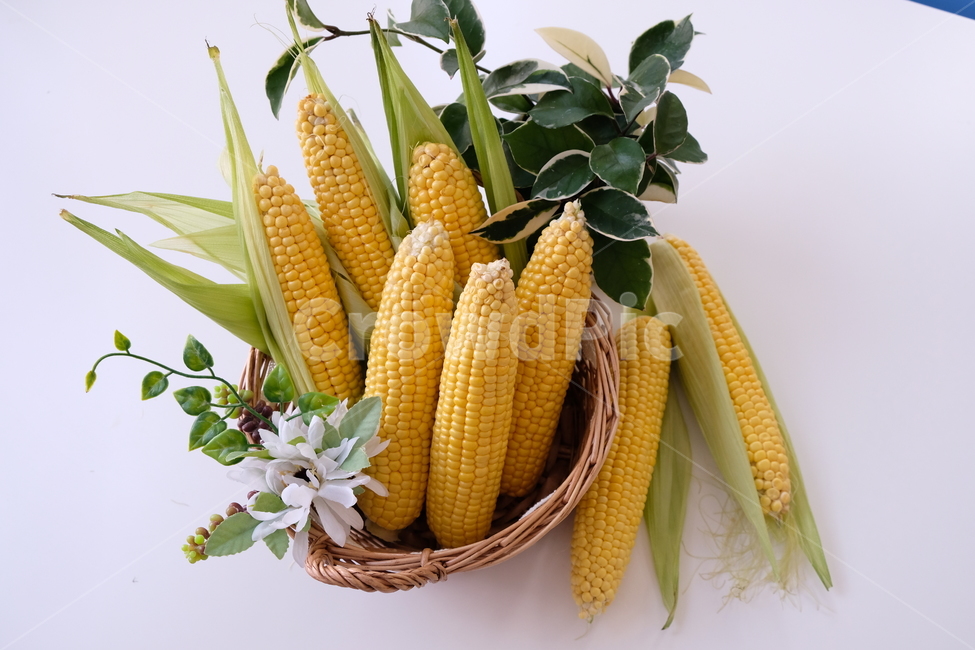옥수수,초당,콘,노란옥수수,신선,식품,음식,초당옥수수,corn,yellow,fresh,food,음식,식재료,요리,food,cook,meal,dishes,food reserves,곡류,곡식,cereals