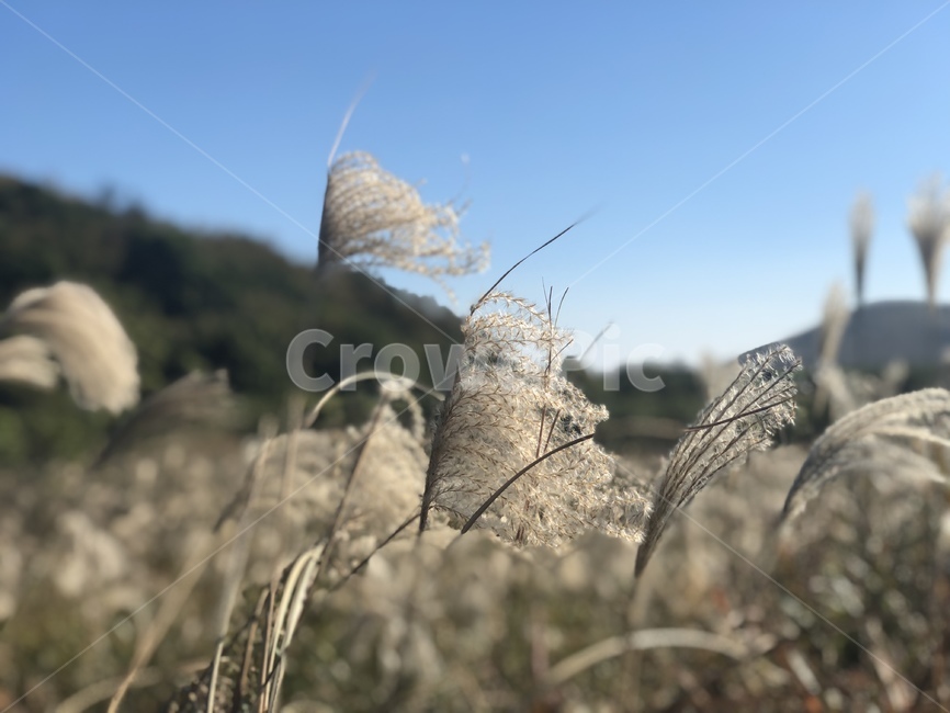 억새,갈대,자연풍경,풍경,자연,휴식,힐링,가을,가을,계절,fall,autumn,season,자연,풍경,nature,landscape,grass,잔디,plant,식물,lawn,reed