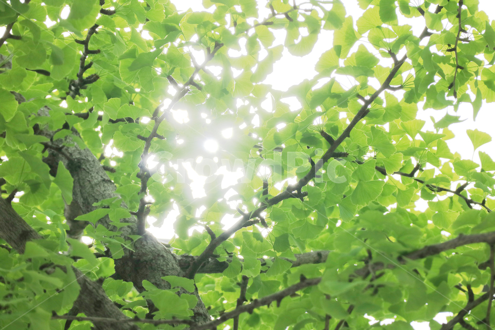 나뭇잎,봄,식물,자연,배경,배경이미지,초록,잎,잎사귀,나무,식물,자연,plants,nature