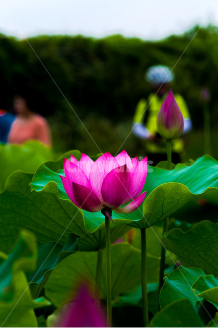 연꽃,연잎,문양,무늬,자연,관곡지,식물,자연,plants,nature,꽃,flower