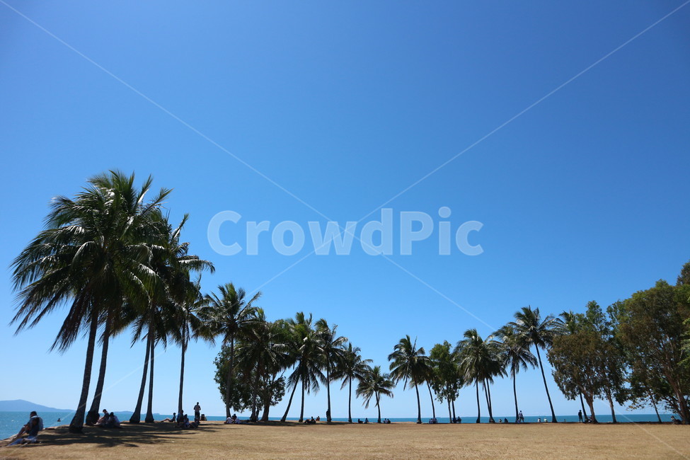 호주,야자수,공원,파랑색,휴식,안작파크,여름,하늘,휴가,blue,landscape,palmtree,park,rest,summer,sky,holiday,자연,풍경,nature,landscape