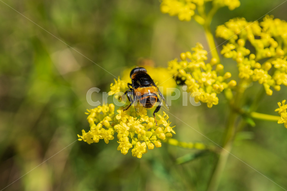 벌,양봉,꿀벌,honeybee,bee,곤충,벌레,insect,bug
