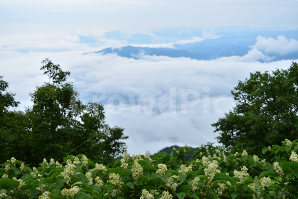 설악산,대청봉,운해,풍경,등산,산행,미역줄나무,운해풍경,구름바다,자연,풍경,nature,landscape,bush,부시,vegetation,초목,plant,식물,outdoors,옥외