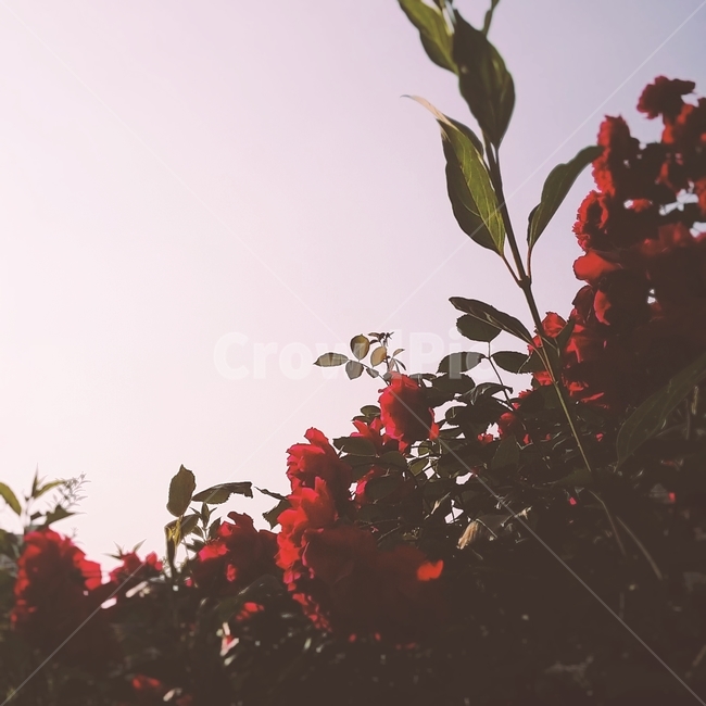 plant,식물,rose,dusk,twilight,꽃,장미