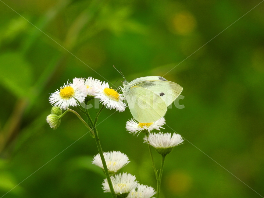 꽃,야생화,동물,나비,들꽃,식물,식물,자연,plants,nature,꽃,flower,동물,animal,곤충,벌레,insect,bug