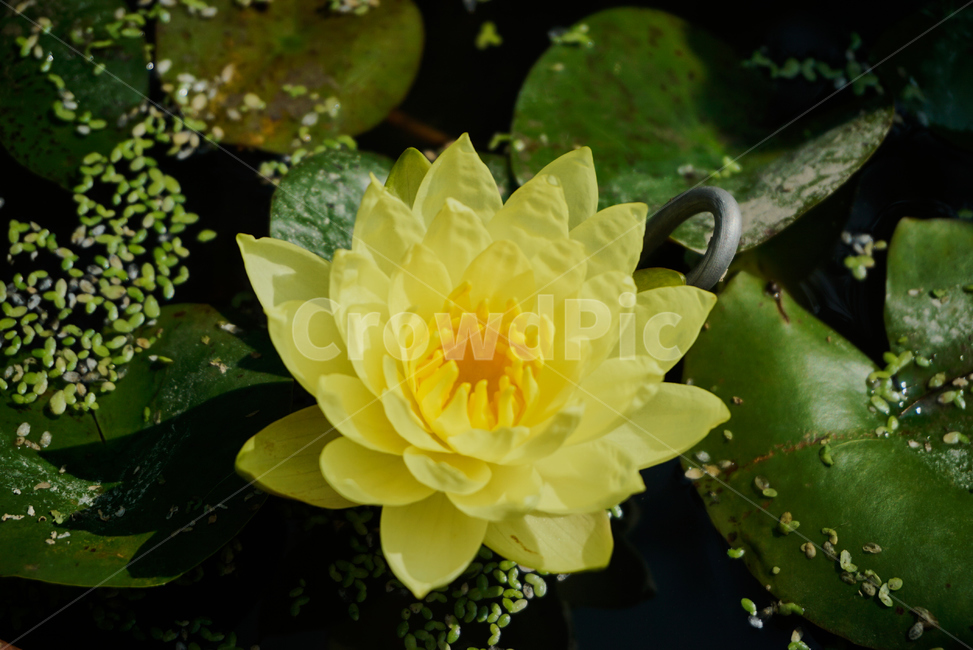 연꽃,노란연꽃,화분,식물,생화,flower,plant,Lotus,수련,Yellowlotus,nature,자연,연잎,꽃잎,yellowflower