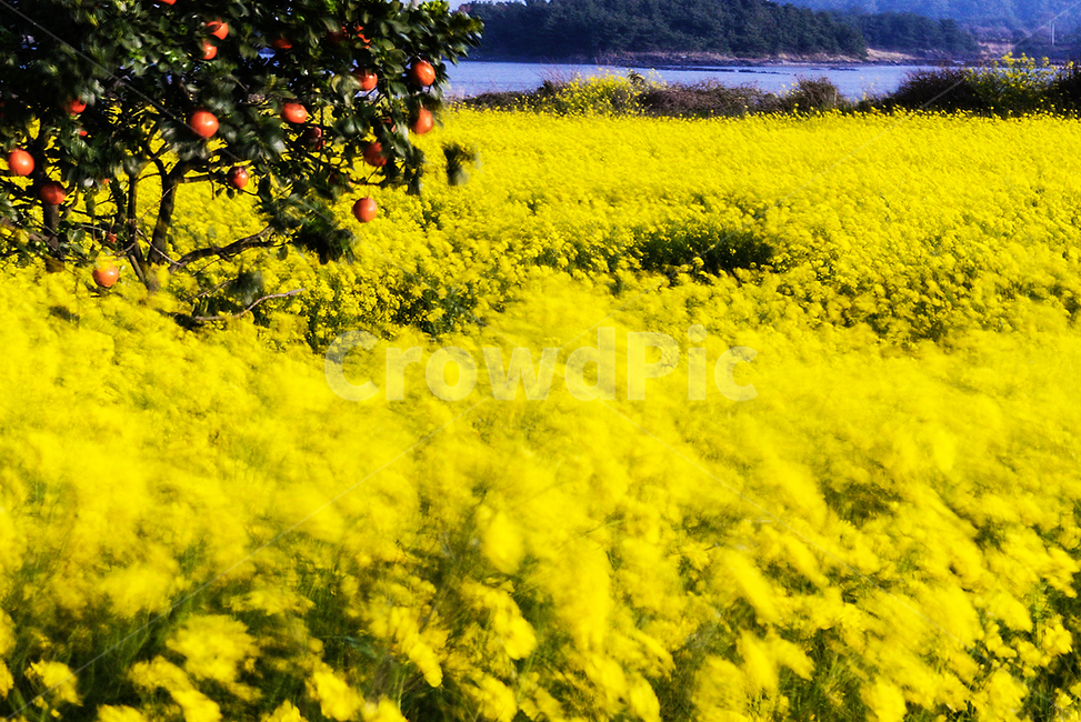 제주도,유채꽃,바람,풍경,노란꽃,노란색,봄,봄,계절,spring,season,식물,자연,plants,nature,꽃,flower,outdoors,옥외,grassland,목초지,field,들