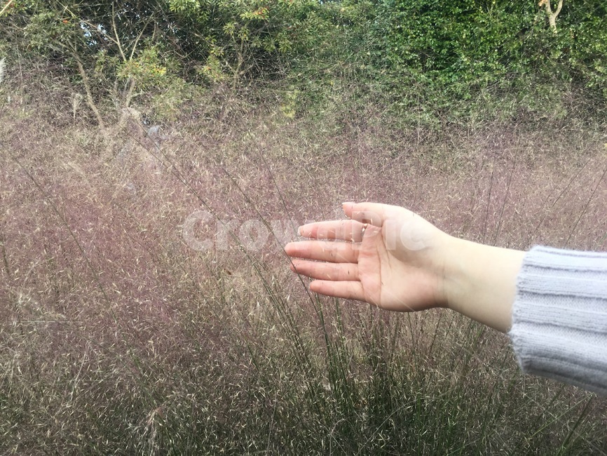 감성,갈대,풍경,핑크뮬리,손,사람,인물,인간,human,person,신체일부,몸,body
