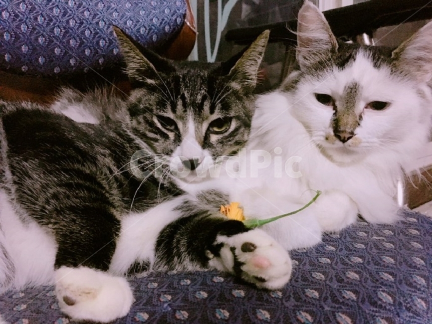 동물,어미,새끼,단짝,고양이,동물,animal,포유류,mammal,고양이,cat,kitten,kitty