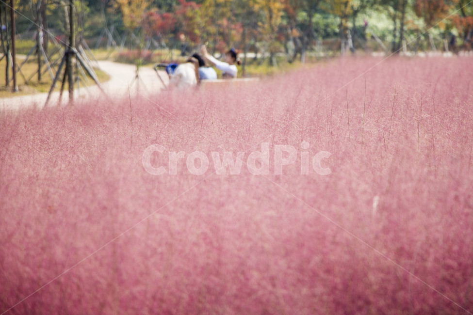 핑크뮬리,뮬리,식물,억새,자연,갈대,소풍,나들이,가을,계절,fall,autumn,season
