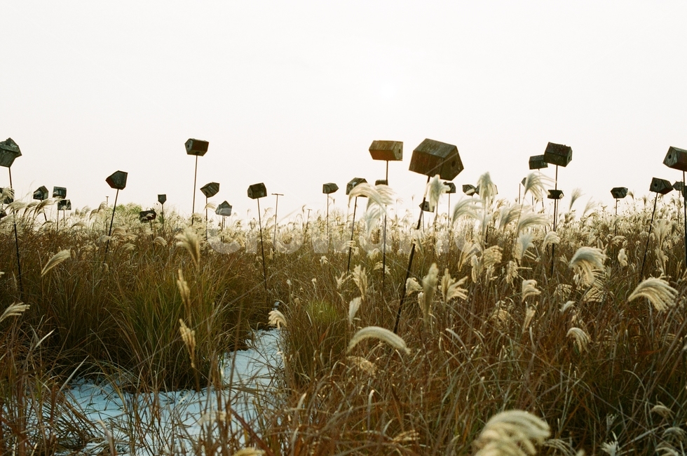 필름카메라,필름사진,가을,하늘공원,노을,갈대,자연,풍경,nature,landscape,한국자연풍경,한국자연경관,korea nature landscape,plant,식물,grass,잔디