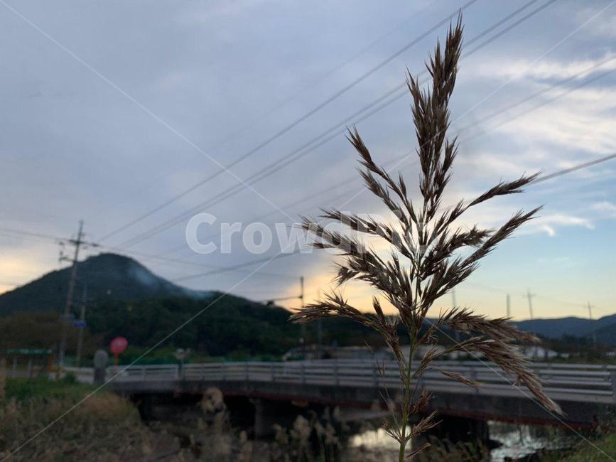 plant,식물,갈대,reed,nature,자연