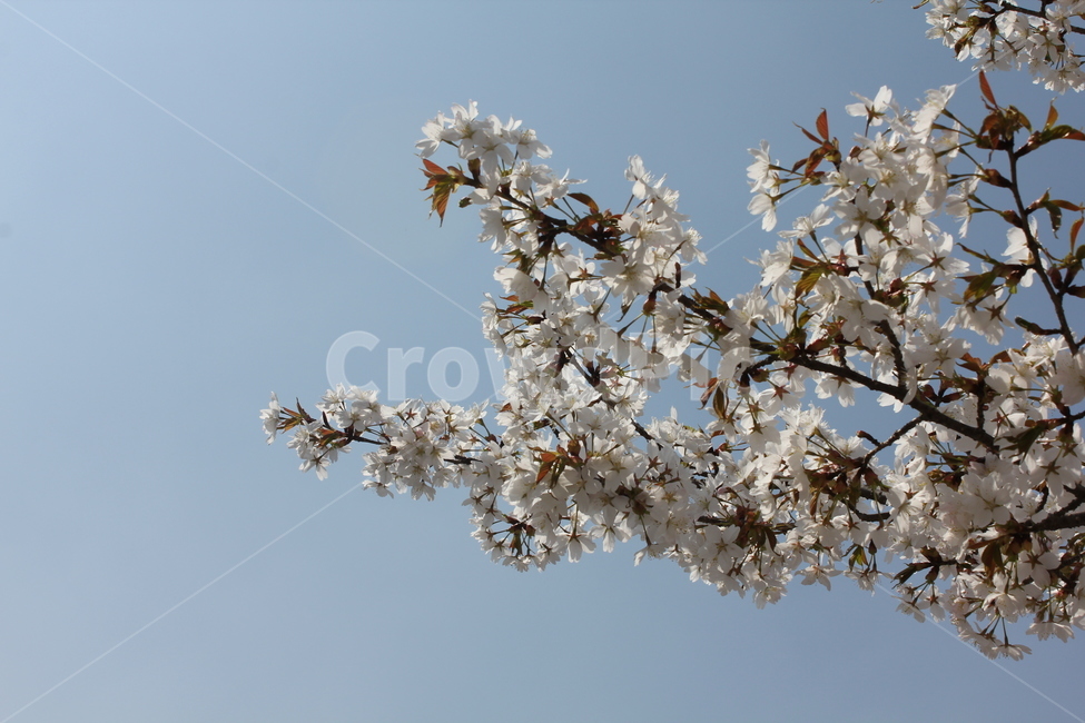 벚꽃,flower,꽃,봄,spring
