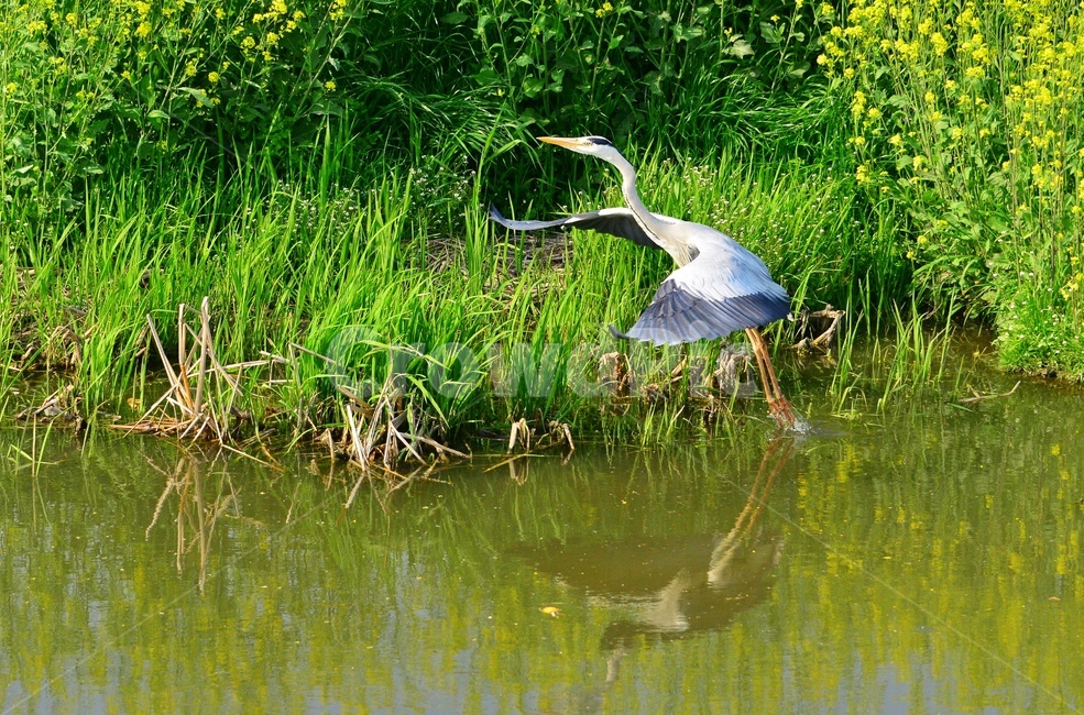 animal,동물,bird,새,waterfowl,물새,stork,황새,하천,강변,왜가리,백로,비상,동물,animal,조류,새,birds