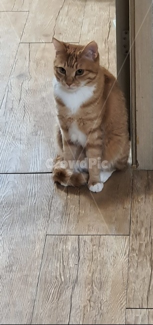 고양이,동물,애완동물,반려묘,성묘,야옹이