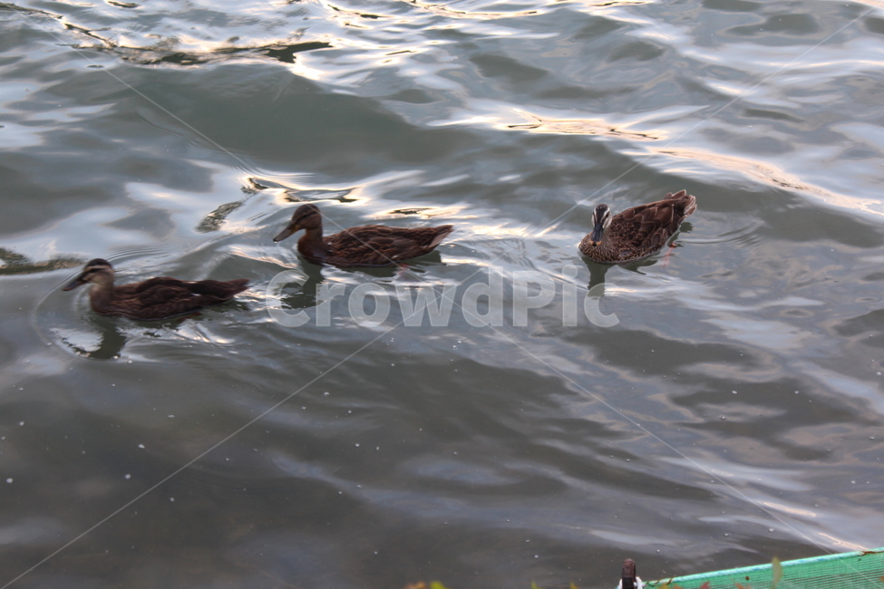 bird,새,옥외,animal,동물,outdoors,오리,동물,animal,조류,새,birds