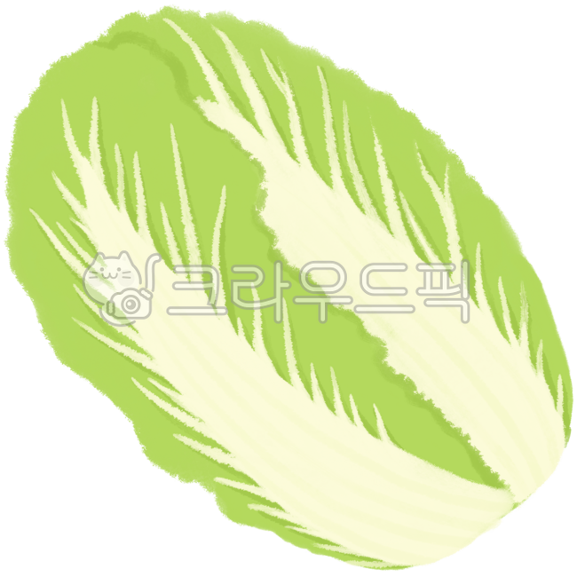 배추,배추그림,배추일러스트,채소,야채,napacabbage,cabbage