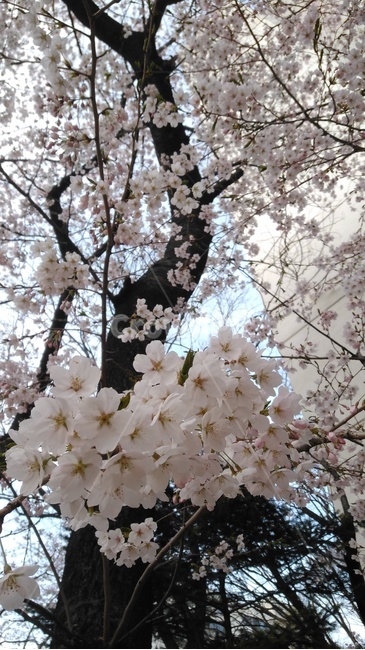 벚꽃,벚꽃놀이,봄,4월,꽃구경,봄,계절,spring,season,식물,자연,plants,nature,꽃,flower,plant,blossom,cherry blossom
