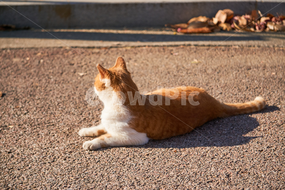 고양이,cat,pet,애완묘,애완동물,동물,animal,자연,nature,동물,animal,포유류,mammal,고양이,cat,kitten,kitty