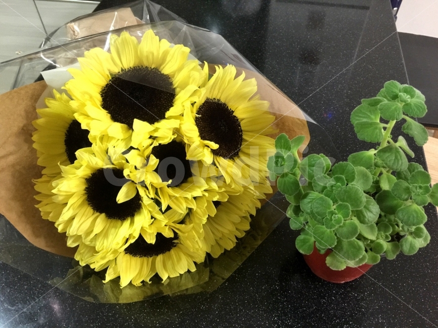 해바라기,꽃다발,꽃,선물,추억,식물,자연,plants,nature,꽃,flower,기념일,축하,anniversary,congratulation,celebrate,celebration