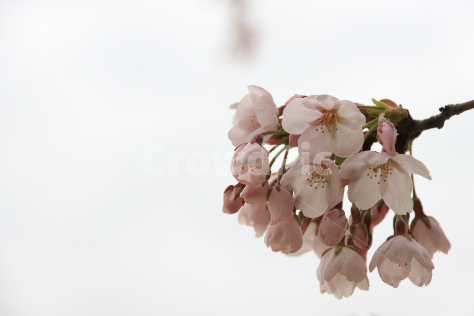 plant,식물,flower,꽃,blossom,cherryblossom,자연,벚꽃,식물,자연,plants,nature,꽃,flower