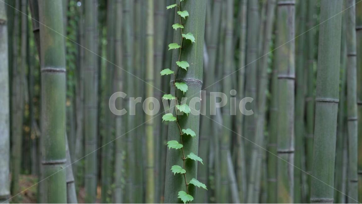 자연,순수,대나무,생명,초록,식물,자연,plants,nature,나무,trees,wood