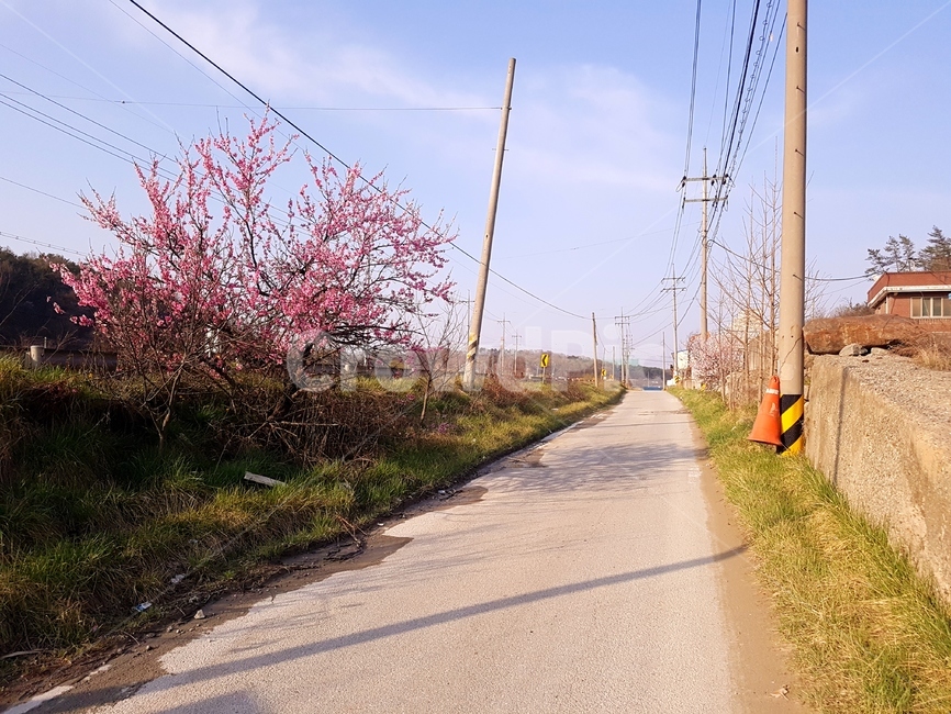 봄,길,시골길,산책,힐링,spring,road,contryside,walking,healing,시골,마을,풍경,landscape,country,rural,town