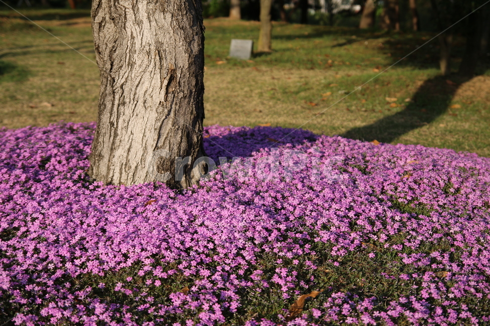 꽃,보라,나무,그림자,봄,앉은뱅이꽃,식물,자연,plants,nature,꽃,flower,나무,trees,wood
