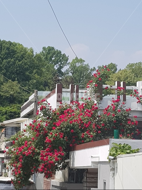 장미,레드,5월,따스한햇살,강렬한